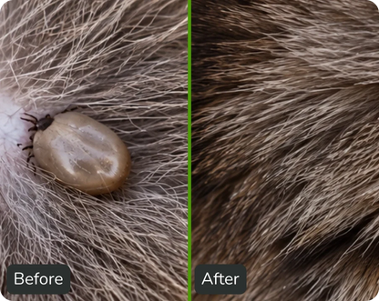Natural Pheromone Calming Collar for Cats (TEST)